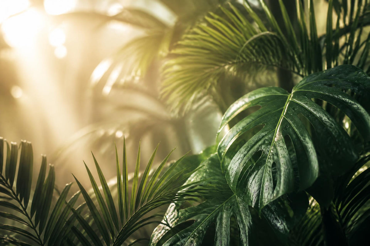 Sunlight filtering through lush green tropical leaves